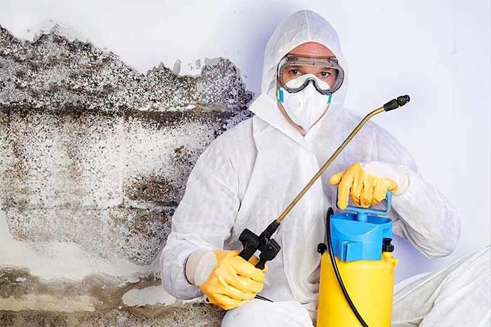 Black Mold Inspection