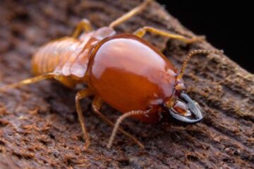 Termite