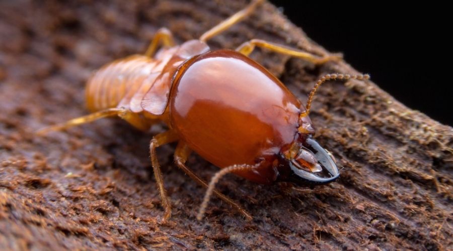 Termite